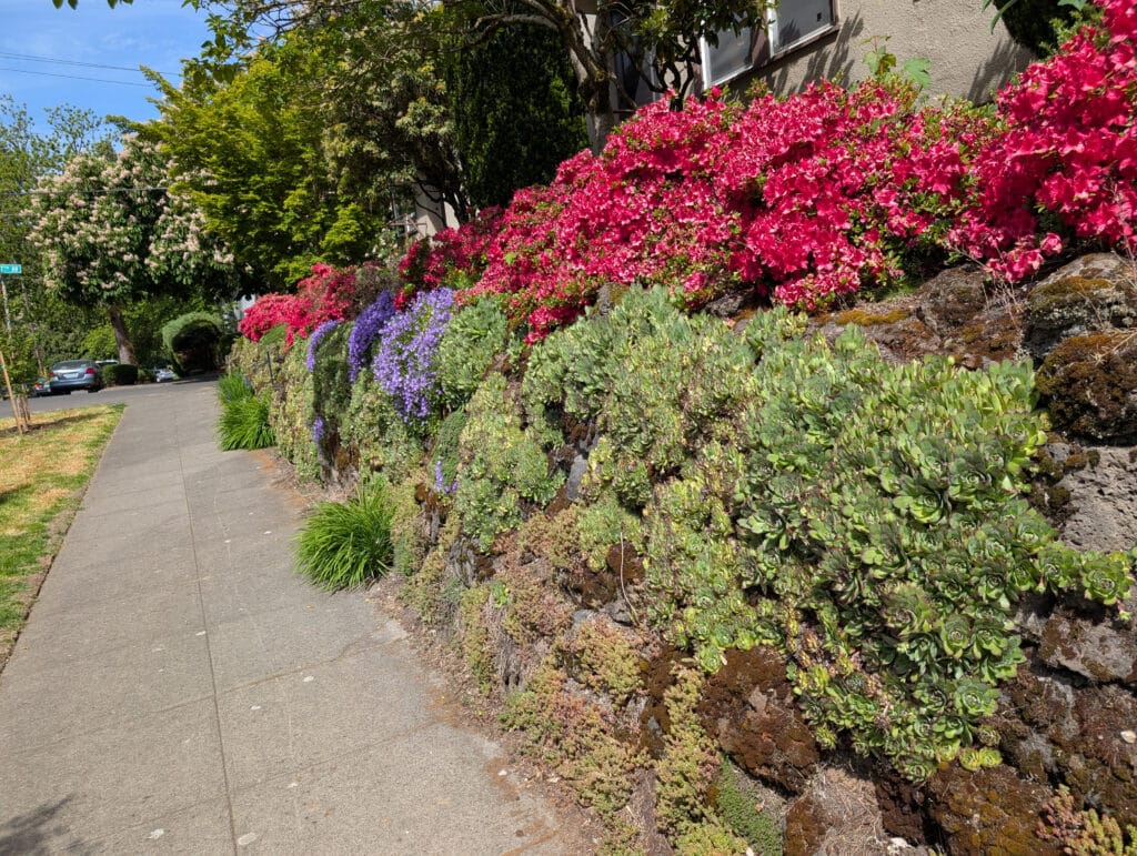 A sidewalk lined with bright pink, purple, and green flowers growing along a stone wall.