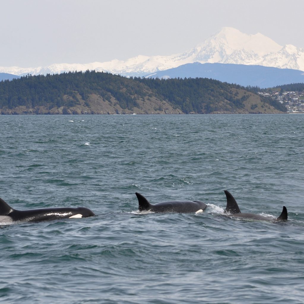 Photo of Orcas swimming in water near Anacotes, WA with Mt. Baker in the background
