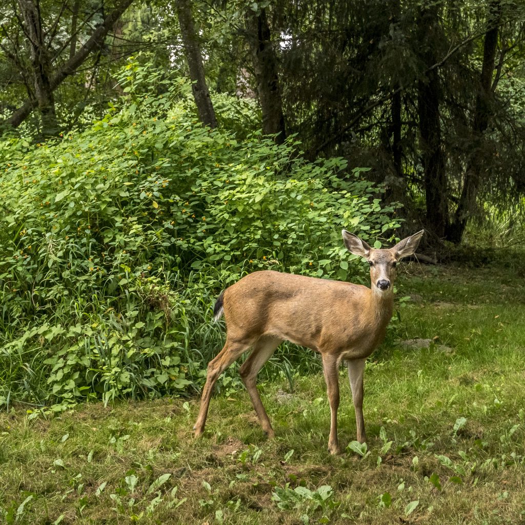 photo of a deer in nature in Monroe, WA