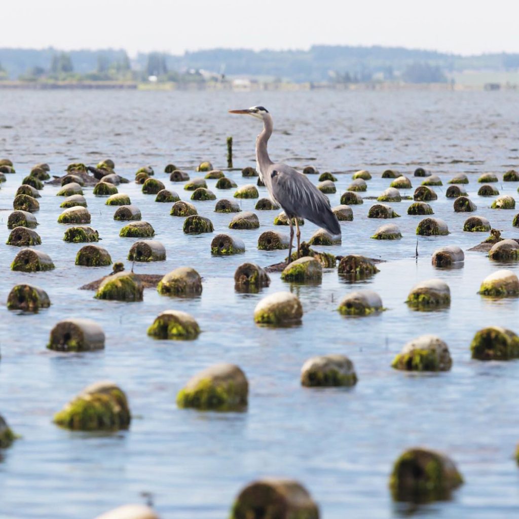 Photo of a North Coast Heron
