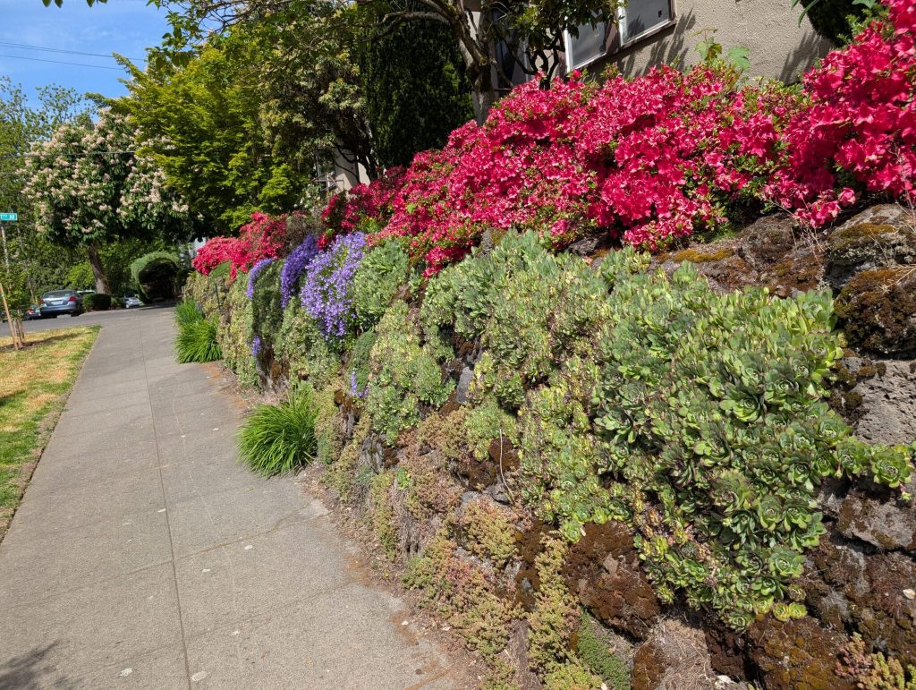 A Beautiful landscape in a Portland neighborhood, with purple and red flowers growing on a rock based retaining wall. 